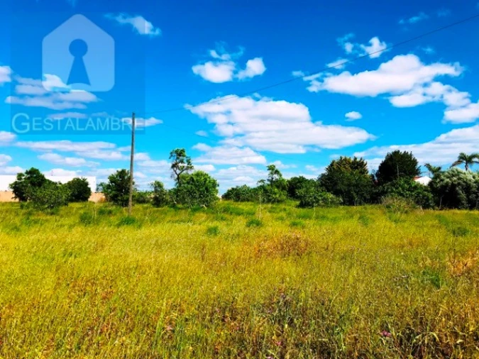 Terreno Agricola ou Rústico para Venda em Guia Foto 15