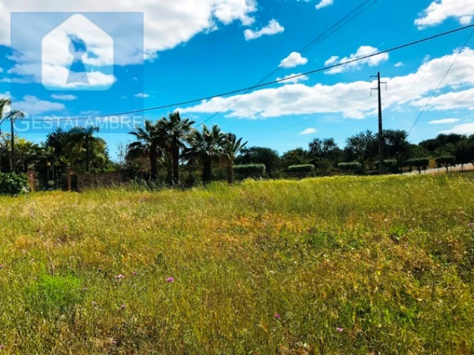 Terreno Agricola ou Rústico para Venda em Guia Foto 18