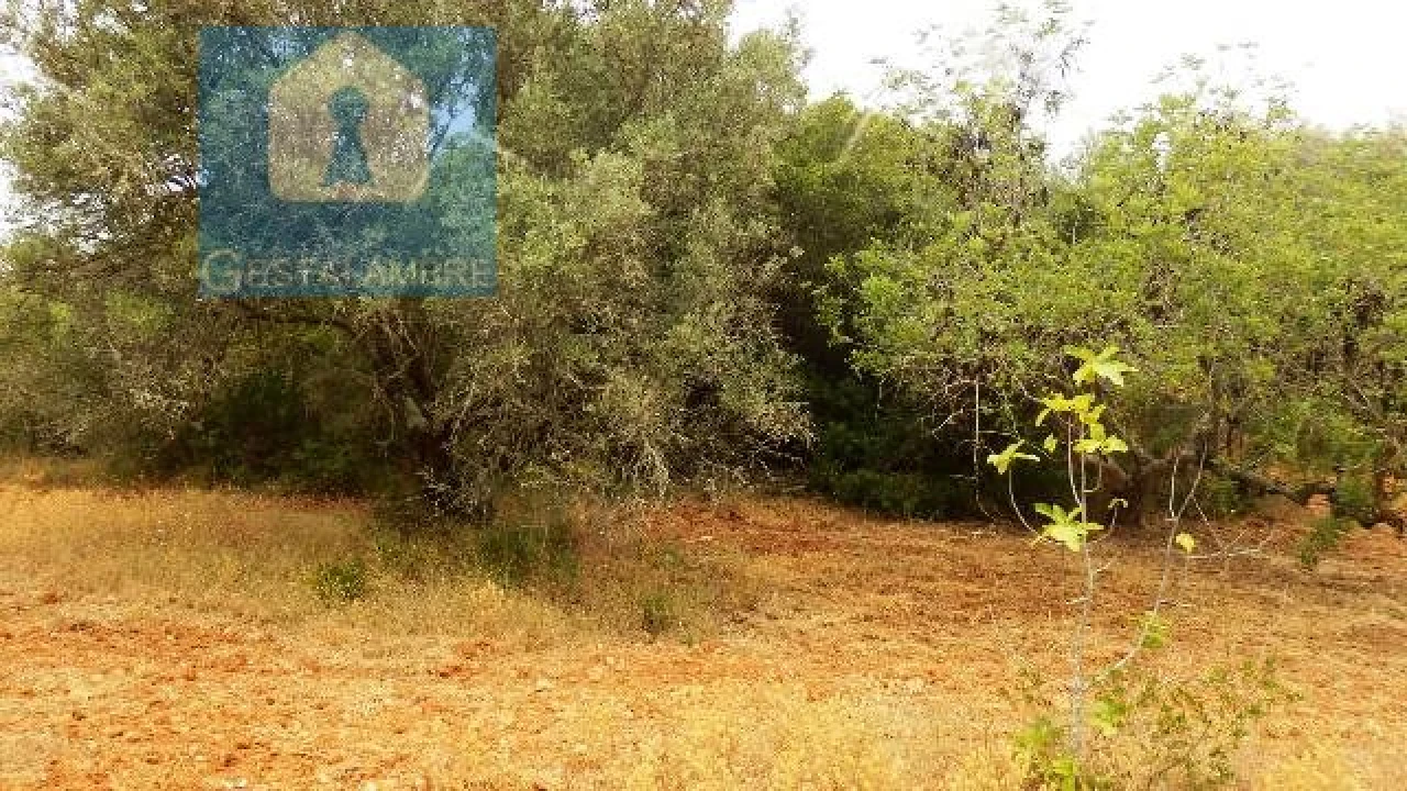 Terreno Agricola ou Rústico para Venda em Alcantarilha e Pêra Foto 9