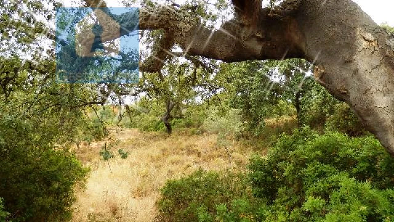 Terreno Agricola ou Rústico para Venda em Alcantarilha e Pêra Foto 10