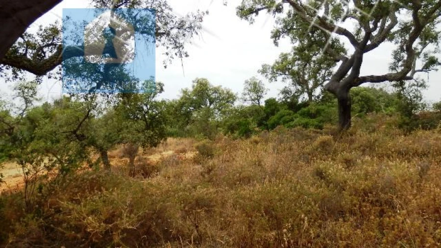 Terreno Agricola ou Rústico para Venda em Alcantarilha e Pêra Foto 3