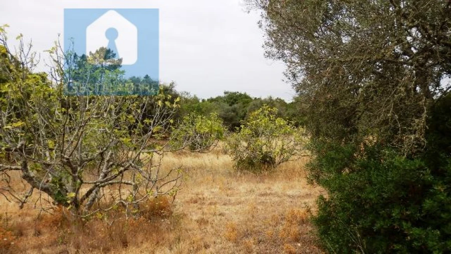 Terreno Agricola ou Rústico para Venda em Alcantarilha e Pêra Foto 5
