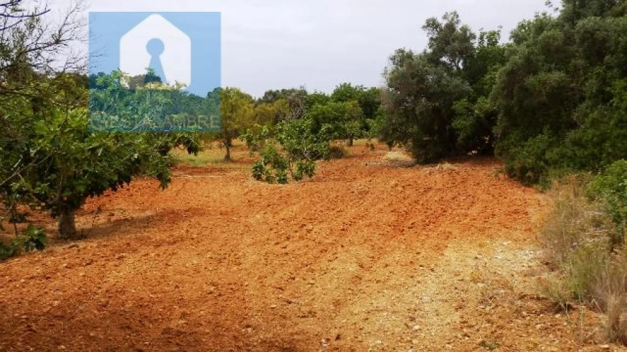 Terreno Agricola ou Rústico para Venda em Alcantarilha e Pêra Foto 7
