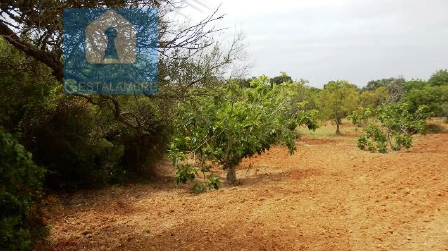 Terreno Agricola ou Rústico para Venda em Alcantarilha e Pêra Foto 8