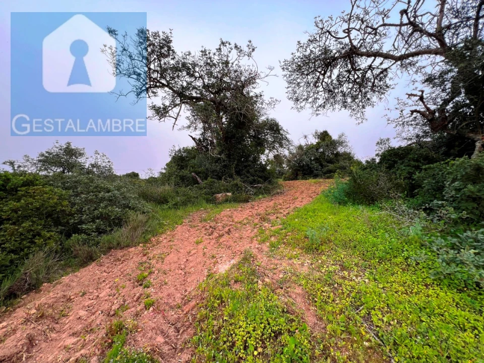 Terreno Misto para Venda em Guia Foto 18