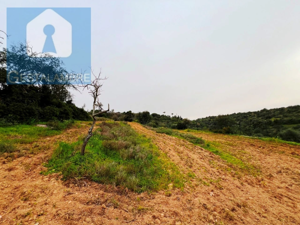 Terreno Misto para Venda em Guia Foto 20