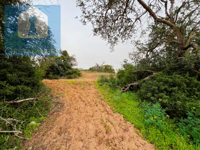 Terreno Misto para Venda em Guia Foto 15