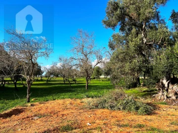 Terreno para Venda em Albufeira e Olhos de Água