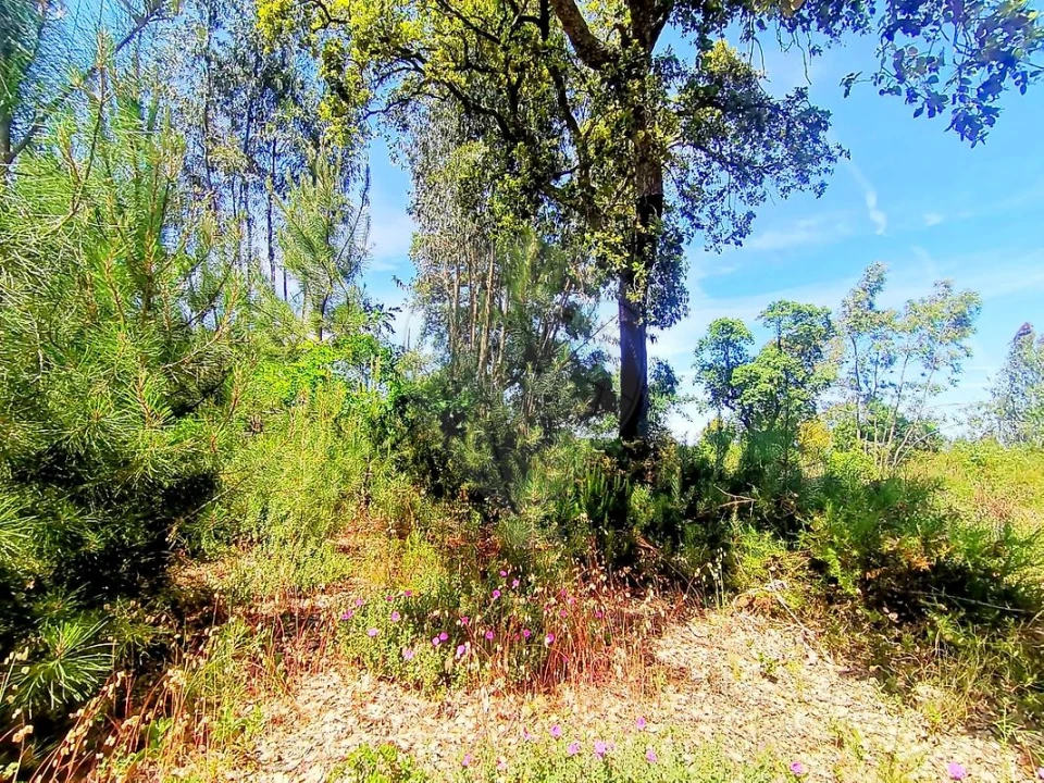 Terreno para Venda em Ereira e Lapa Foto 5