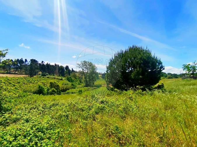 Terreno para Venda em Ereira e Lapa Foto 7