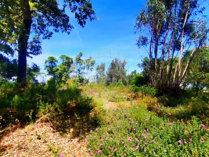 Terreno para Venda em Ereira e Lapa Foto 4