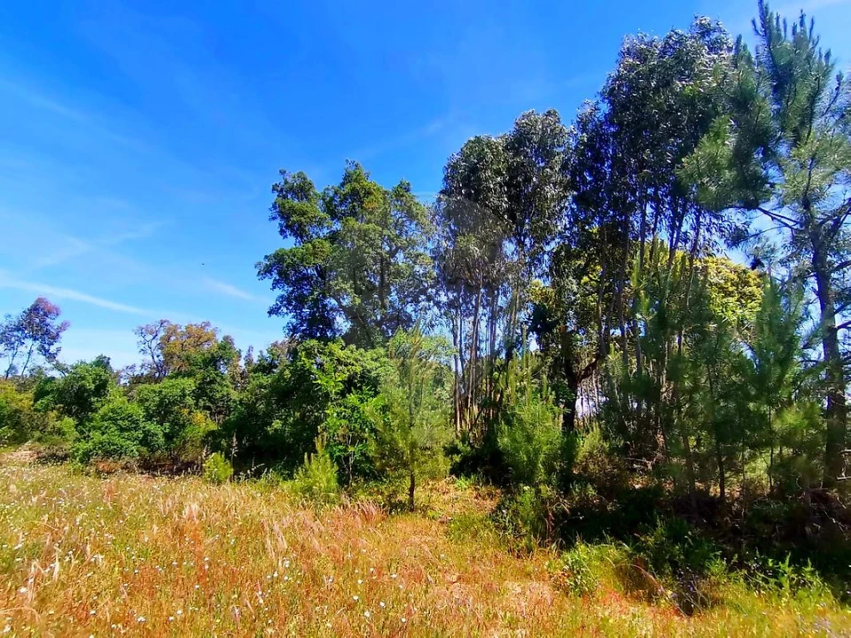 Terreno para Venda em Ereira e Lapa Foto 10