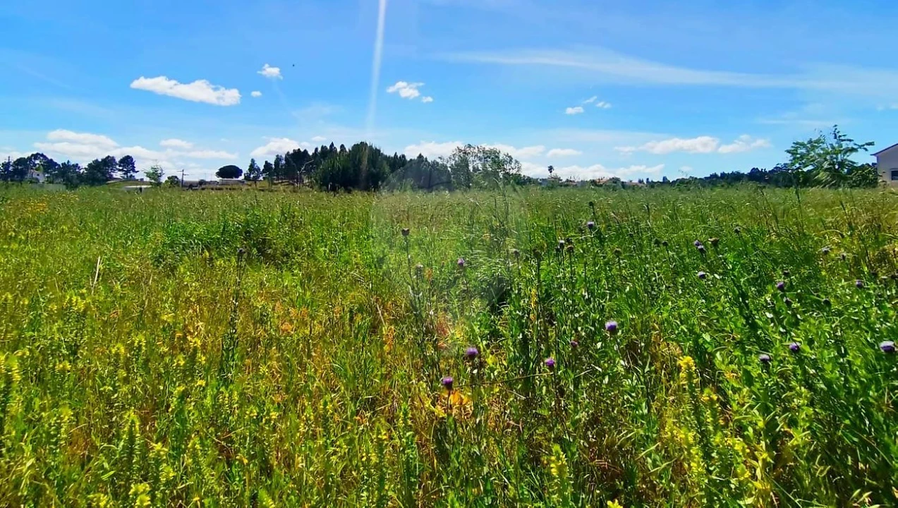Terreno para Venda em Ereira e Lapa Foto 9