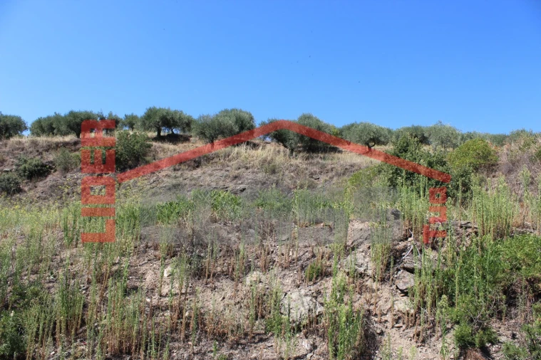 Terreno Agricola ou Rústico para Venda em Mascarenhas Foto 11