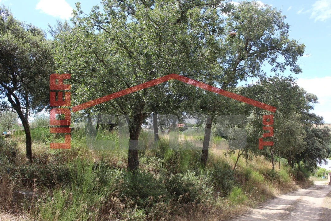 Terreno Agricola ou Rústico para Venda em Mirandela Foto 6