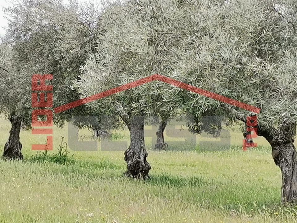 Terreno Agricola ou Rústico para Venda em Castro Vicente Foto 1
