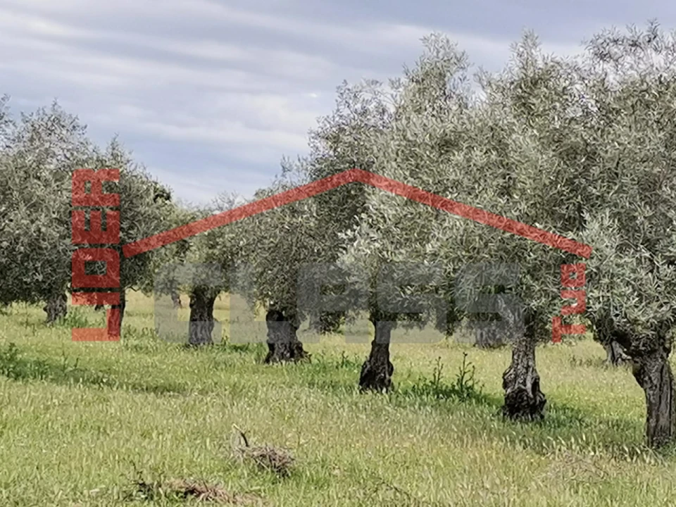 Terreno Agricola ou Rústico para Venda em Castro Vicente Foto 2