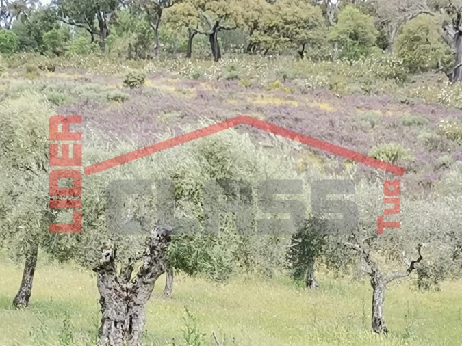 Terreno Agricola ou Rústico para Venda em Castro Vicente Foto 6