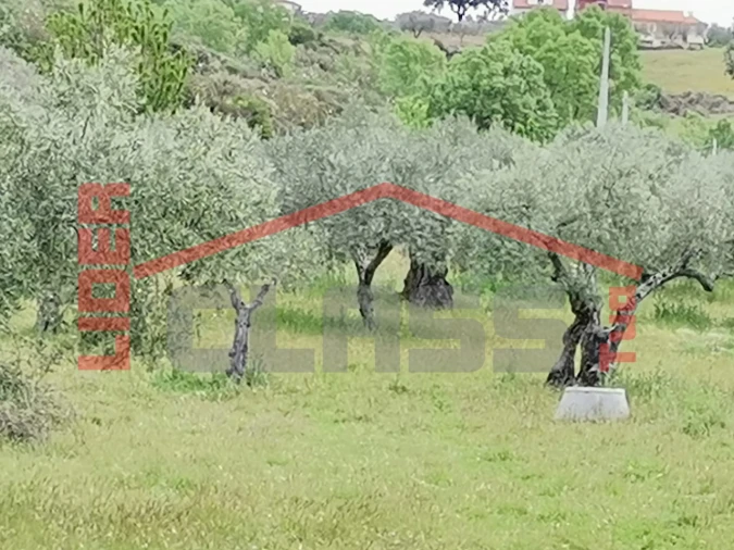 Terreno Agricola ou Rústico para Venda em Castro Vicente Foto 3