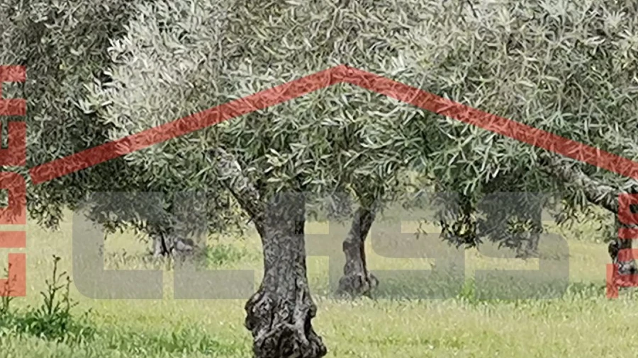 Terreno Agricola ou Rústico para Venda em Castro Vicente