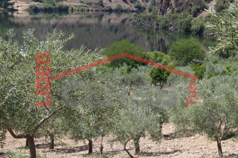 Quinta para Venda em Urros e Peredo dos Castelhanos Foto 10