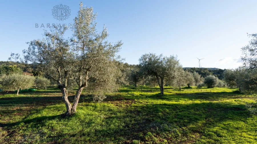 Quinta T1 para Venda em São Bartolomeu de Messines Foto 26