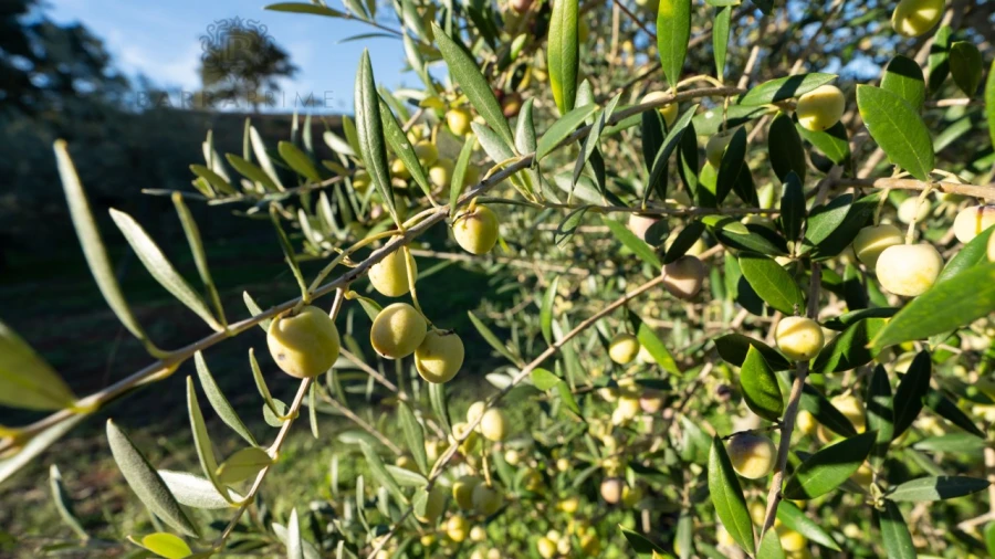 Quinta T1 para Venda em São Bartolomeu de Messines Foto 3