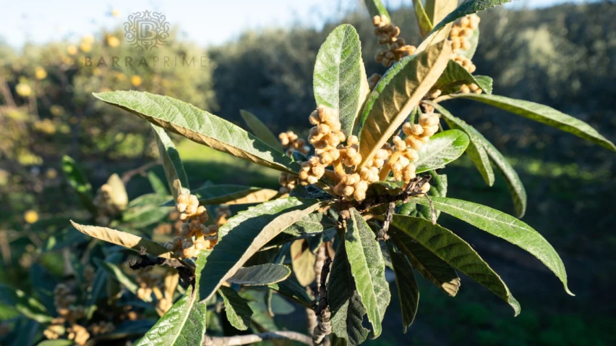 Quinta T1 para Venda em São Bartolomeu de Messines Foto 27