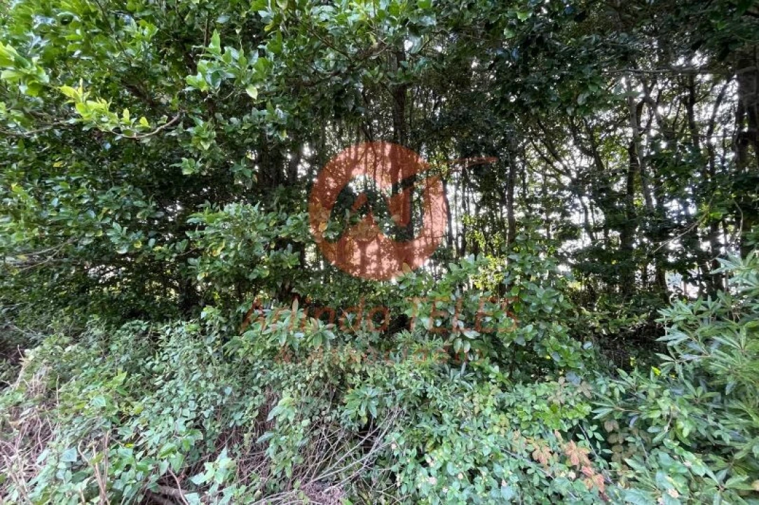 Terreno para Venda em São Mateus da Calheta Foto 10