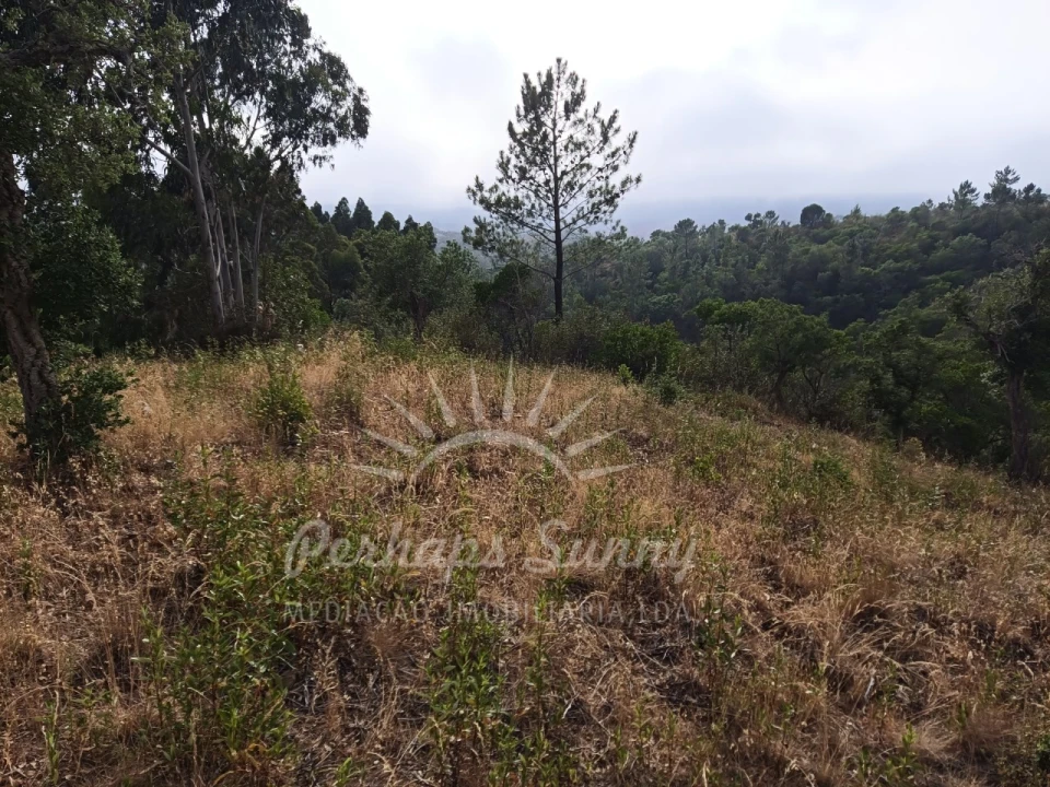 Terreno Agricola ou Rústico para Venda em Grândola e Santa Margarida da Serra Foto 8