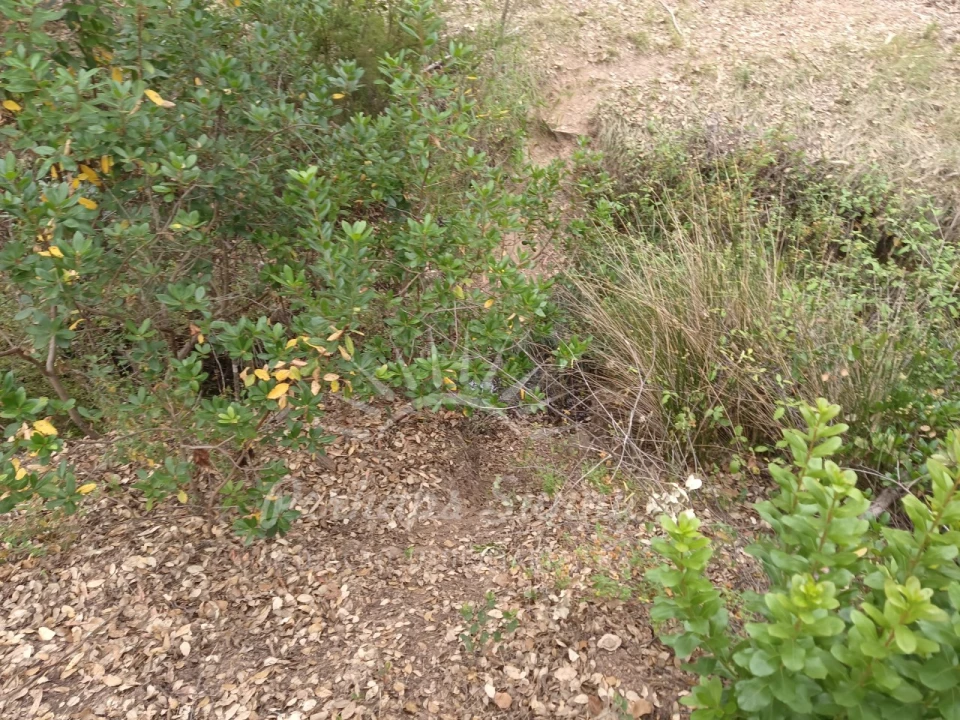 Terreno Agricola ou Rústico para Venda em Grândola e Santa Margarida da Serra Foto 10