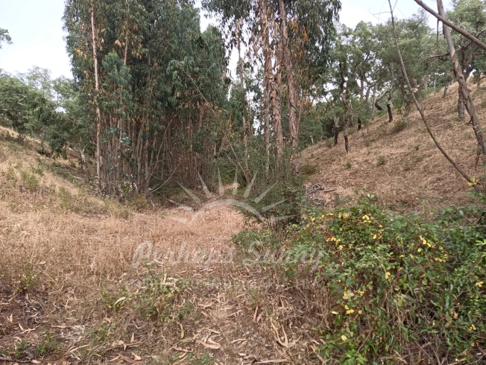 Terreno Agricola ou Rústico para Venda em Grândola e Santa Margarida da Serra Foto 19