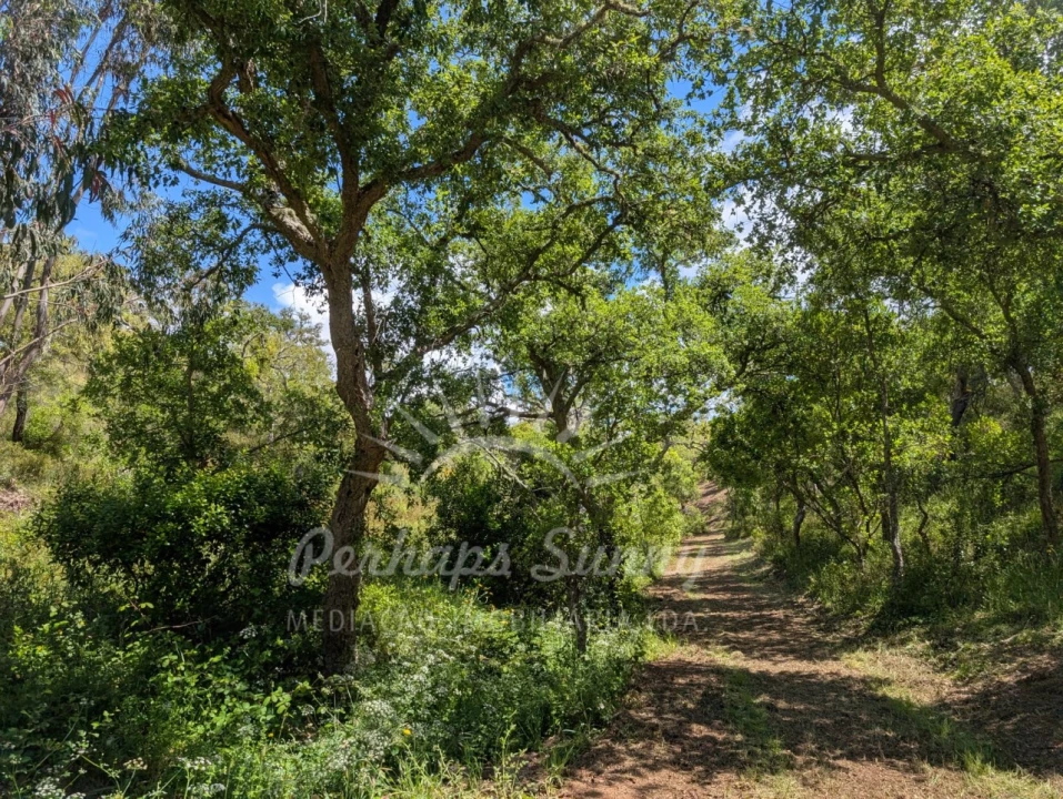 Terreno Agricola ou Rústico para Venda em Grândola e Santa Margarida da Serra Foto 5