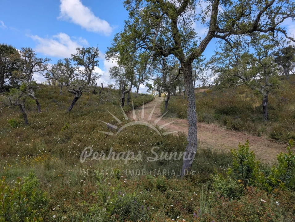 Terreno Agricola ou Rústico para Venda em Grândola e Santa Margarida da Serra Foto 13