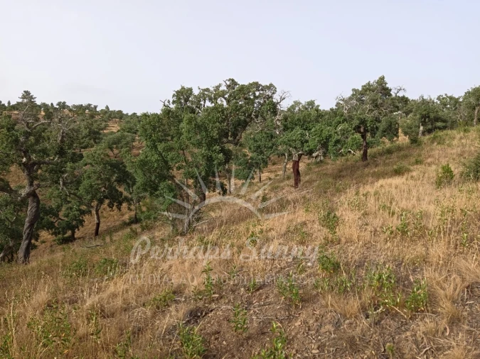 Terreno Agricola ou Rústico para Venda em Grândola e Santa Margarida da Serra Foto 7