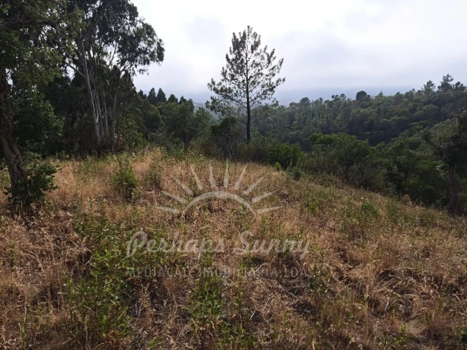 Terreno Agricola ou Rústico para Venda em Grândola e Santa Margarida da Serra Foto 8