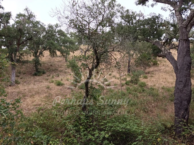 Terreno Agricola ou Rústico para Venda em Grândola e Santa Margarida da Serra Foto 20