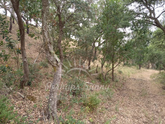 Terreno Agricola ou Rústico para Venda em Grândola e Santa Margarida da Serra Foto 22