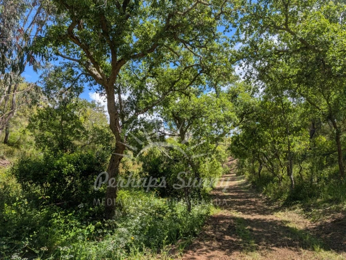Terreno Agricola ou Rústico para Venda em Grândola e Santa Margarida da Serra Foto 5