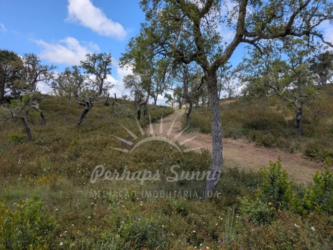 Terreno Agricola ou Rústico para Venda em Grândola e Santa Margarida da Serra Foto 13