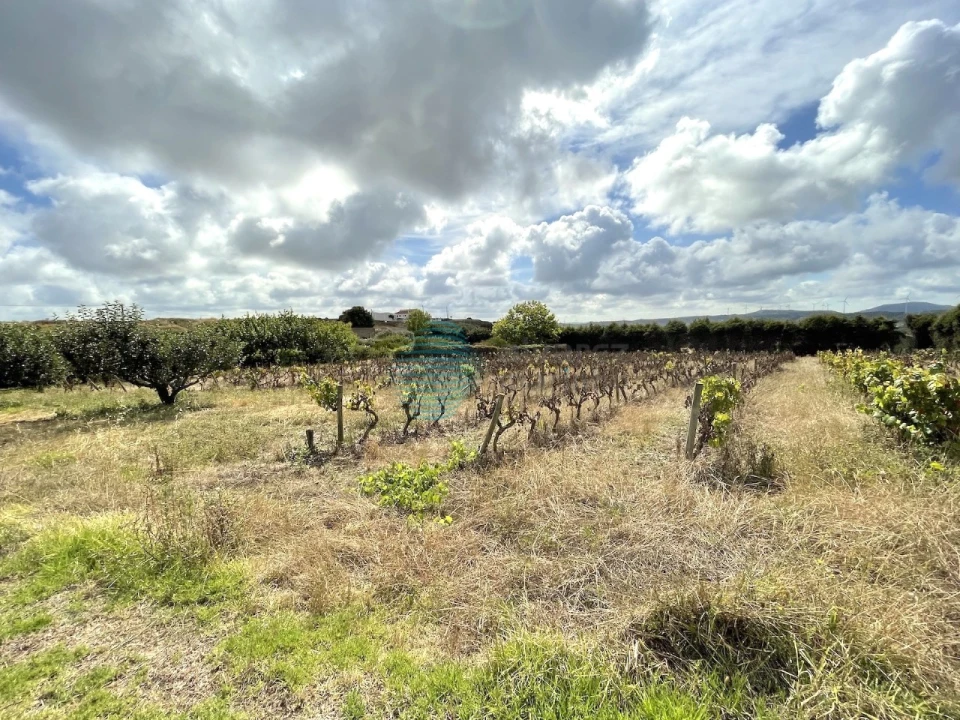 Terreno Agricola ou Rústico para Venda em Santa Maria, São Pedro e Matacães Foto 4