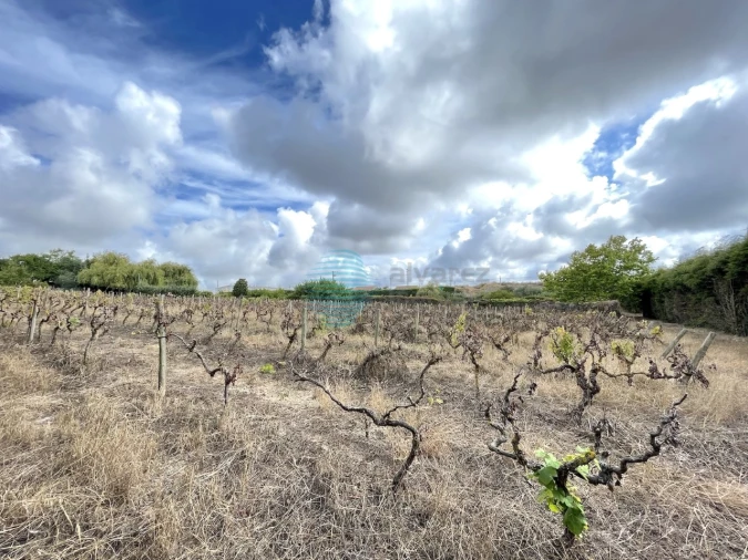 Terreno Agricola ou Rústico para Venda em Santa Maria, São Pedro e Matacães Foto 3