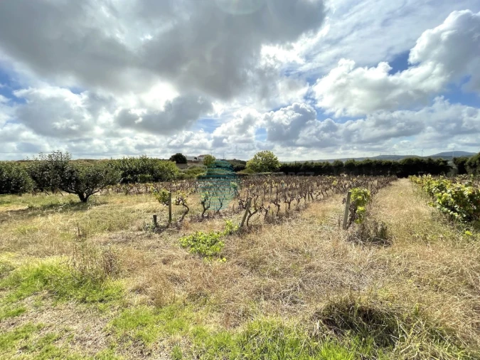 Terreno Agricola ou Rústico para Venda em Santa Maria, São Pedro e Matacães Foto 4