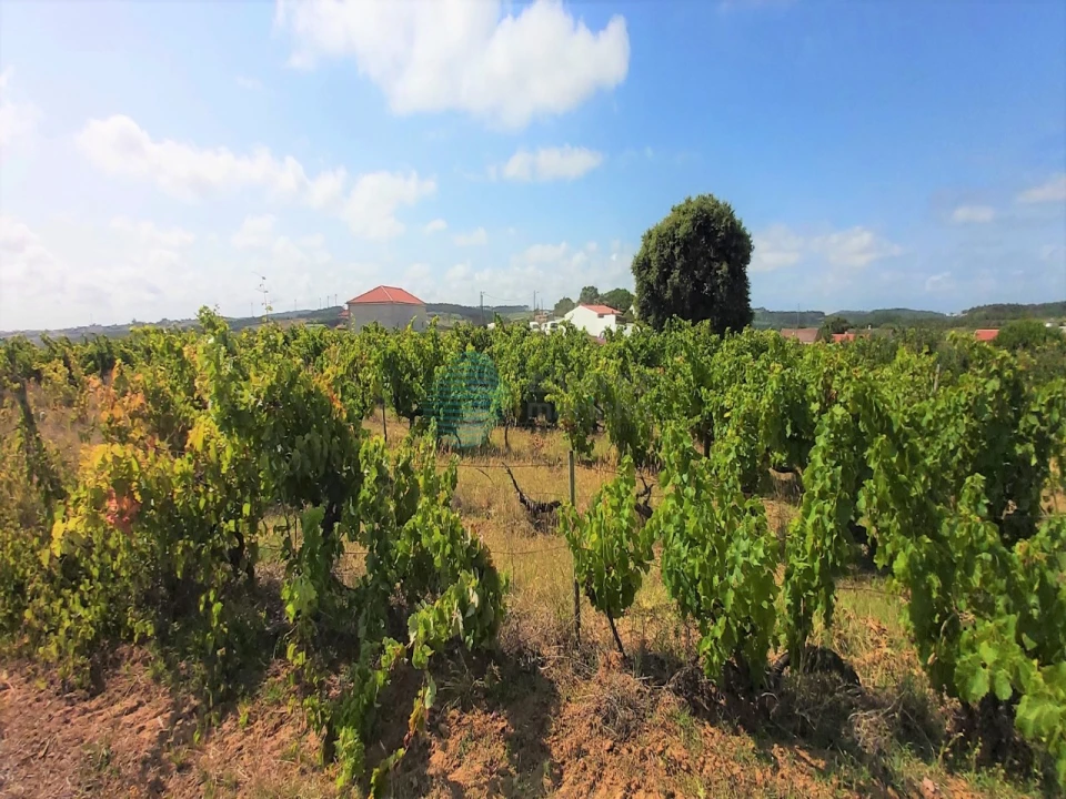 Terreno para Venda em Moita dos Ferreiros Foto 5
