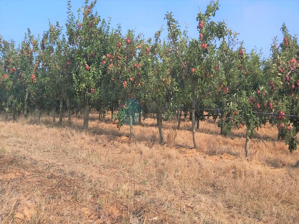 Terreno para Venda em Moita dos Ferreiros Foto 10
