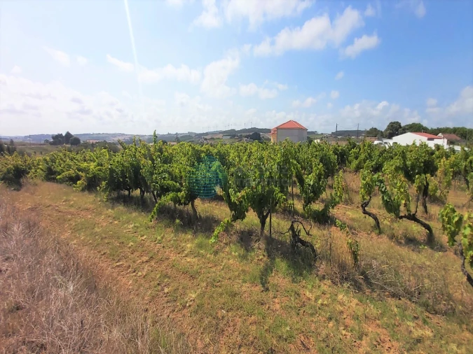 Terreno para Venda em Moita dos Ferreiros Foto 3