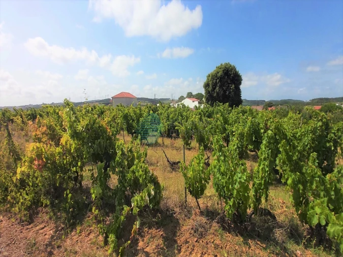 Terreno para Venda em Moita dos Ferreiros Foto 5