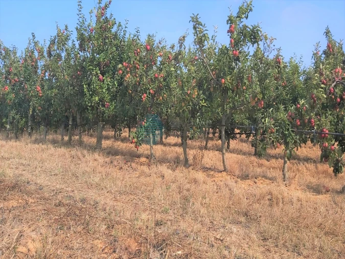 Terreno para Venda em Moita dos Ferreiros Foto 10
