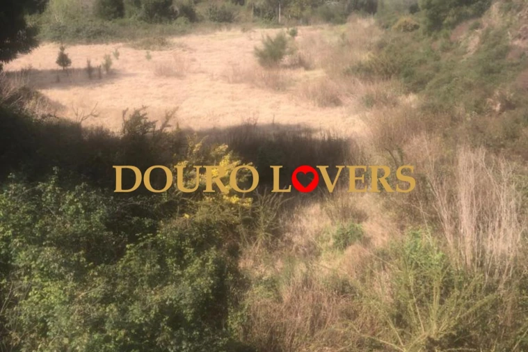 Terreno para Venda em Santa Marinha e São Pedro da Afurada Foto 3