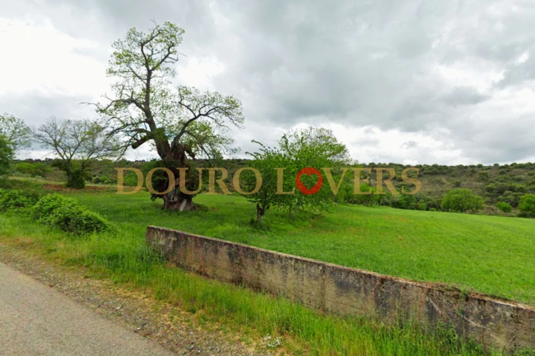 Terreno Agricola ou Rústico para Venda em Castrelos e Carrazedo Foto 4